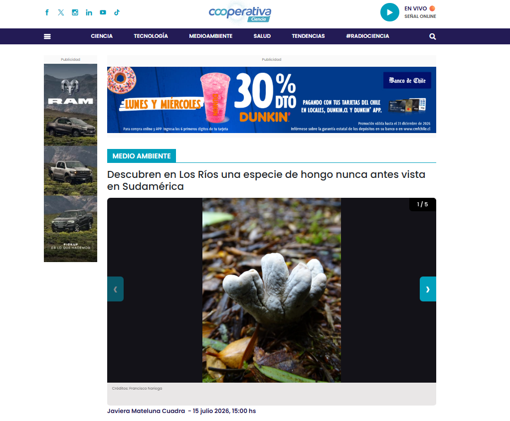 Descubren en Los Ríos una especie de hongo nunca antes vista en Sudamérica