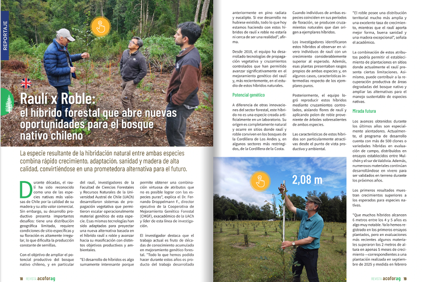 Raulí X roble: el híbrido forestal que abre nuevas oportunidades para el bosque nativo chileno
