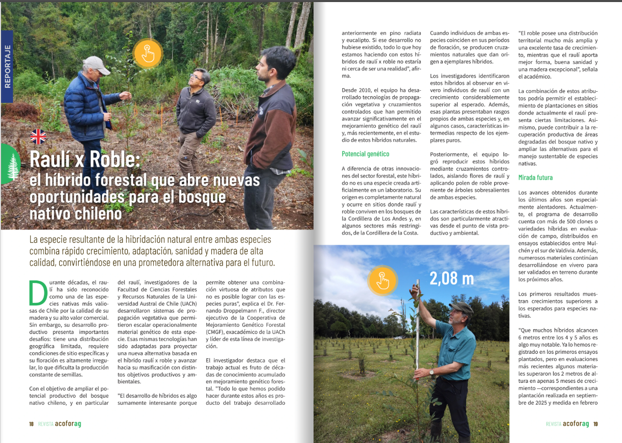 Raulí X roble: el híbrido forestal que abre nuevas oportunidades para el bosque nativo chileno