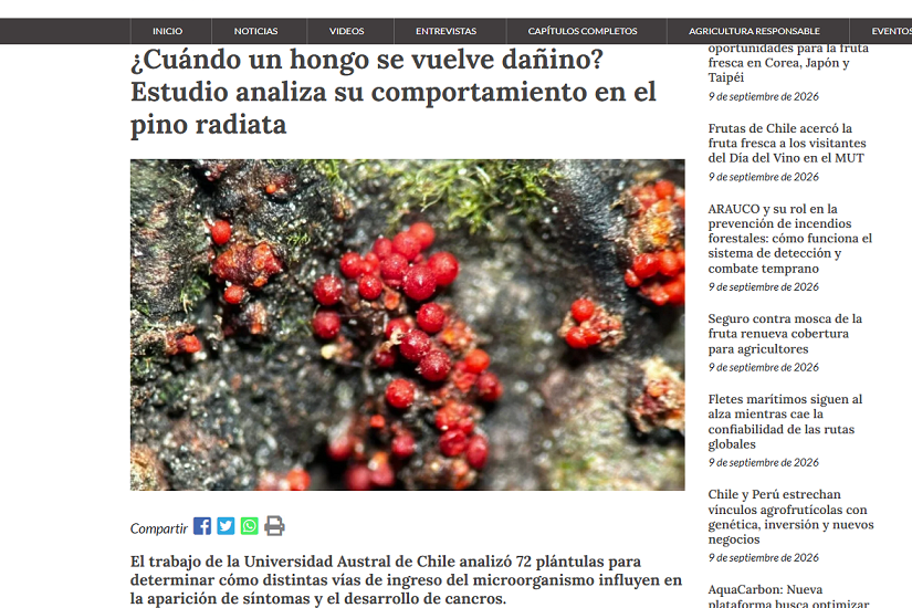 ¿Cuándo un hongo se vuelve dañino? Estudio analiza su comportamiento en el pino radiata