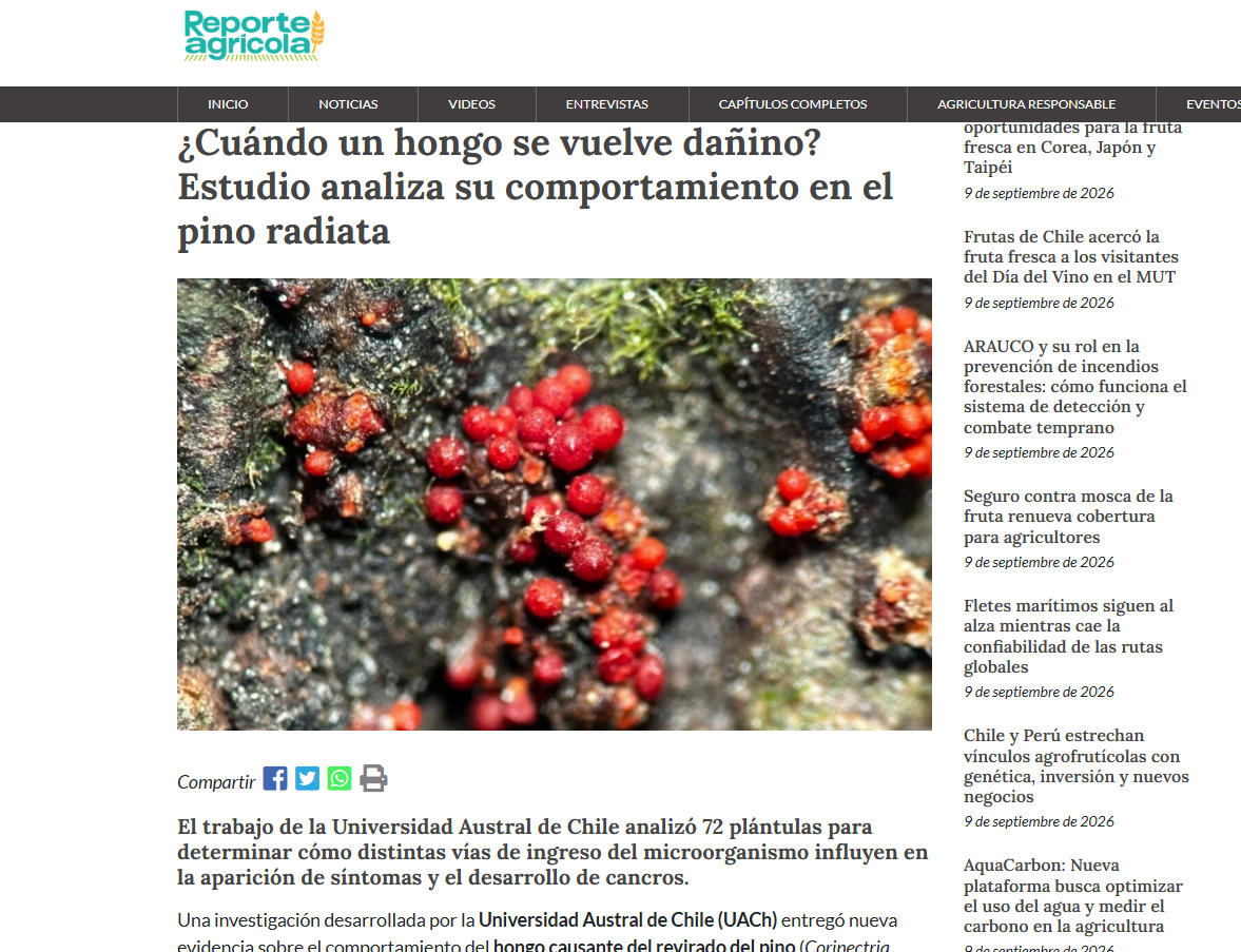 ¿Cuándo un hongo se vuelve dañino? Estudio analiza su comportamiento en el pino radiata