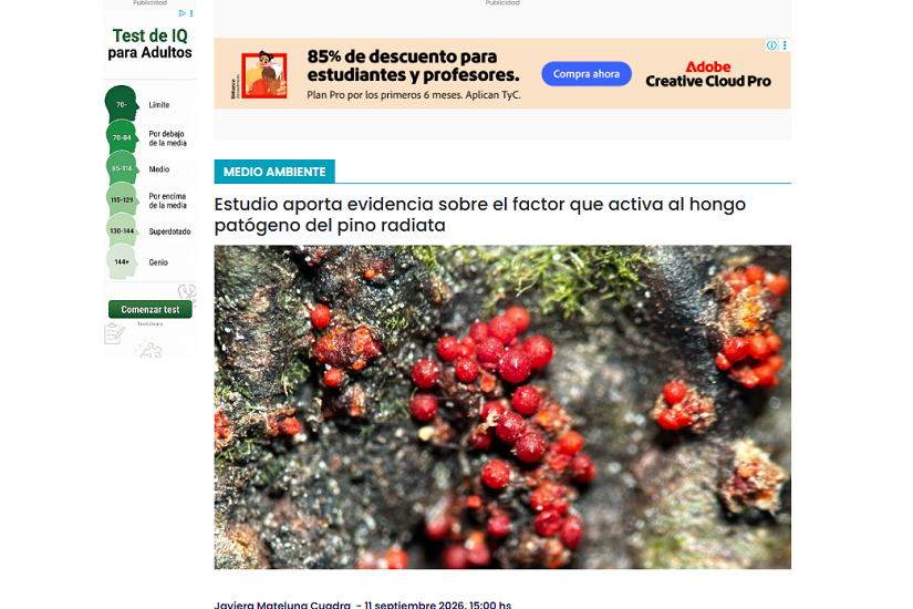 Estudio aporta evidencia sobre el factor que activa al hongo patógeno del pino radiata