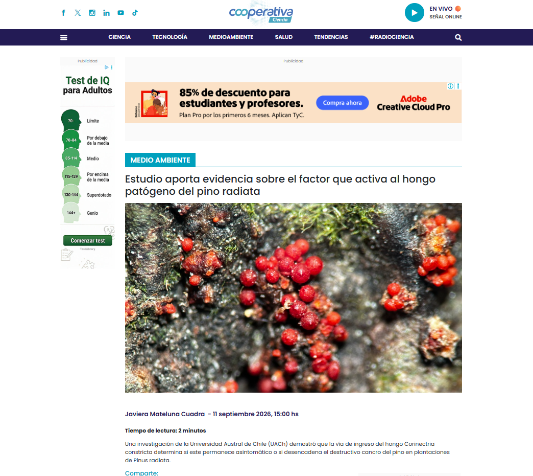 Estudio aporta evidencia sobre el factor que activa al hongo patógeno del pino radiata