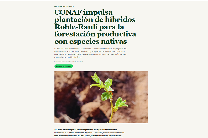 CONAF impulsa plantación de híbridos Roble-Raulí para la forestación productiva con especies nativas