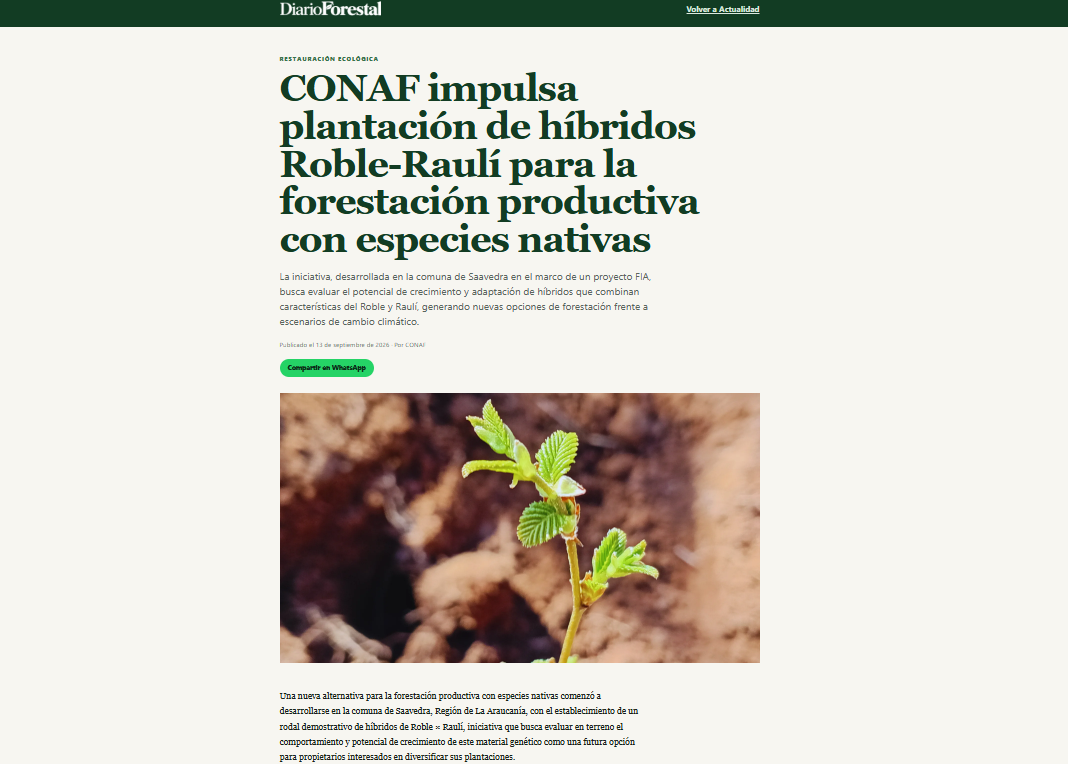CONAF impulsa plantación de híbridos Roble-Raulí para la forestación productiva con especies nativas