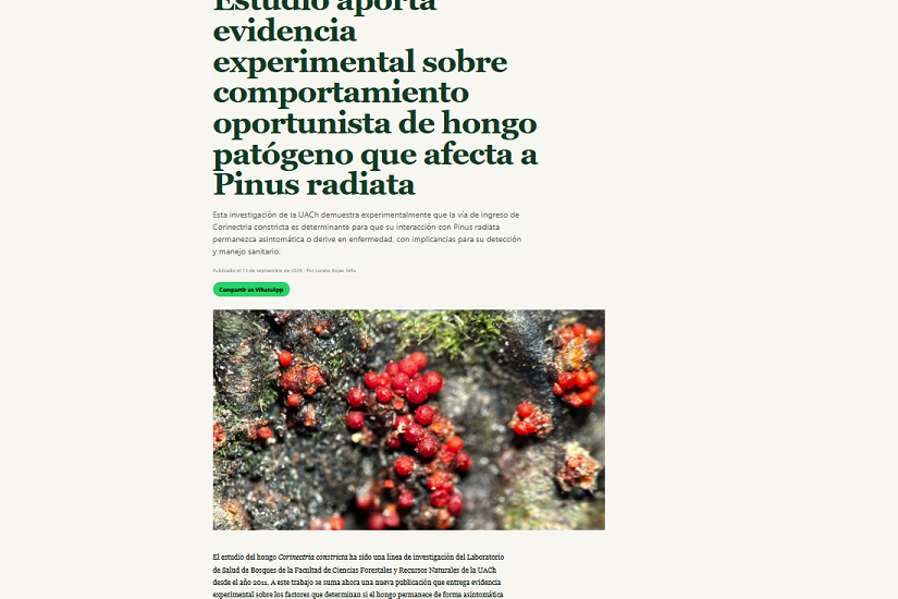 Estudio aporta evidencia experimental sobre comportamiento oportunista de hongo patógeno que afecta a Pinus radiata