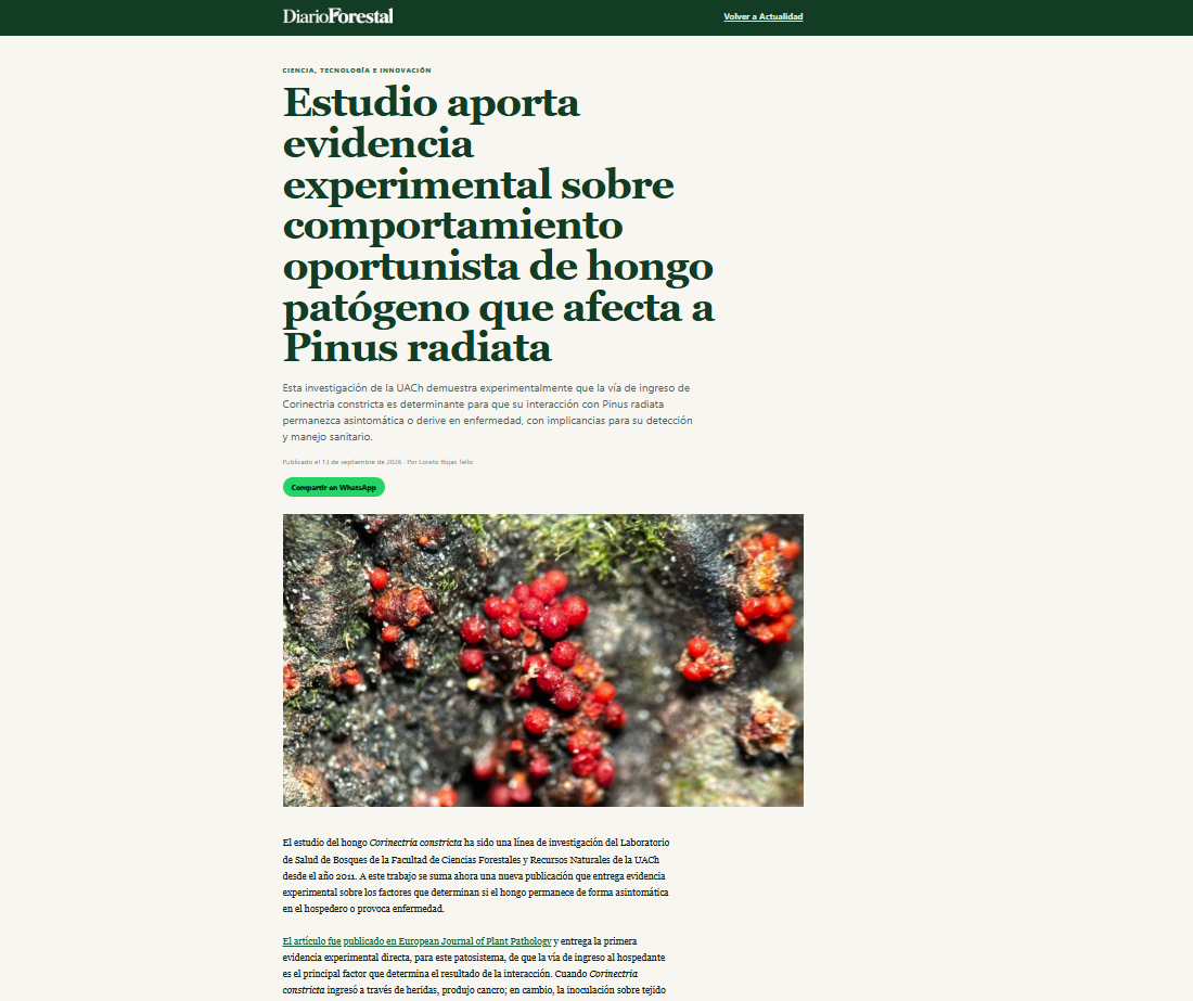 Estudio aporta evidencia experimental sobre comportamiento oportunista de hongo patógeno que afecta a Pinus radiata