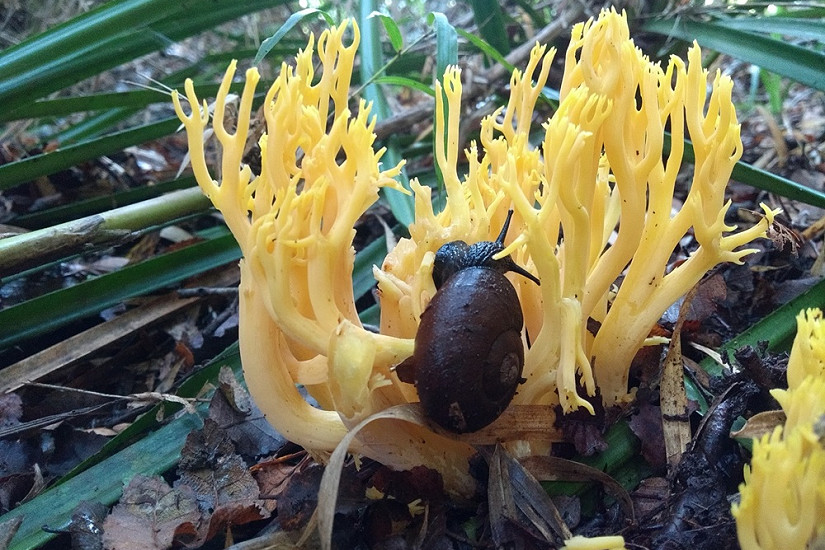 Sorprendente estudio inédito revela cómo se alimenta el mítico “Caracol Negro” de hongos silvestres