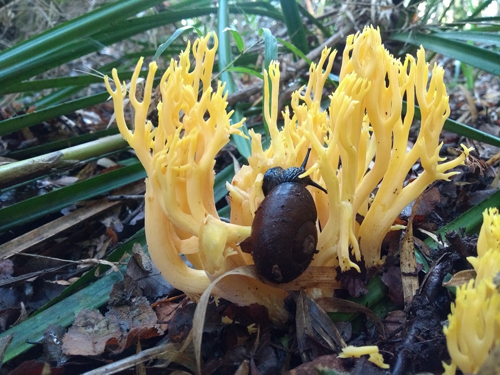 Sorprendente estudio inédito revela cómo se alimenta el mítico “Caracol Negro” de hongos silvestres