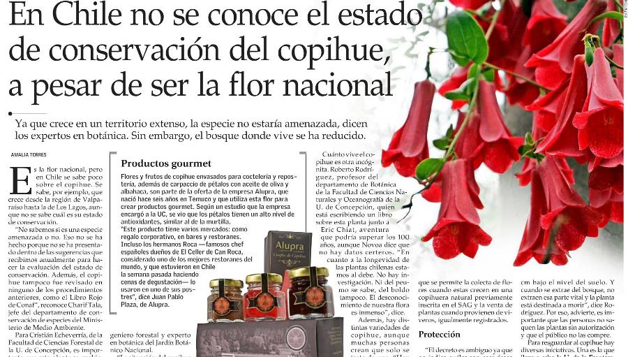 En Chile no se conoce el estado de conservación del copihue a pesar de ser la flor nacional