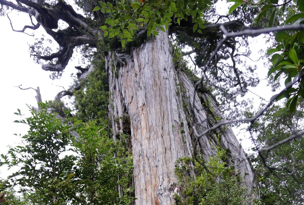 Dos de los tres alerces vivos más antiguos están en la Reserva Costera Valdiviana