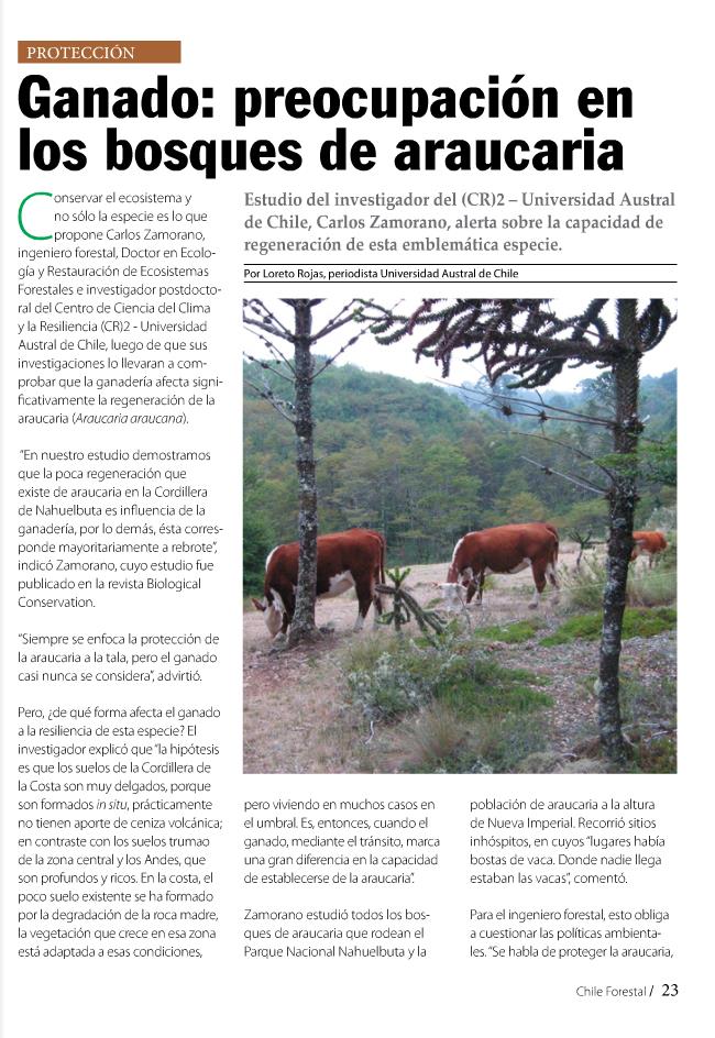 Ganado: preocupación en los bosques de araucaria