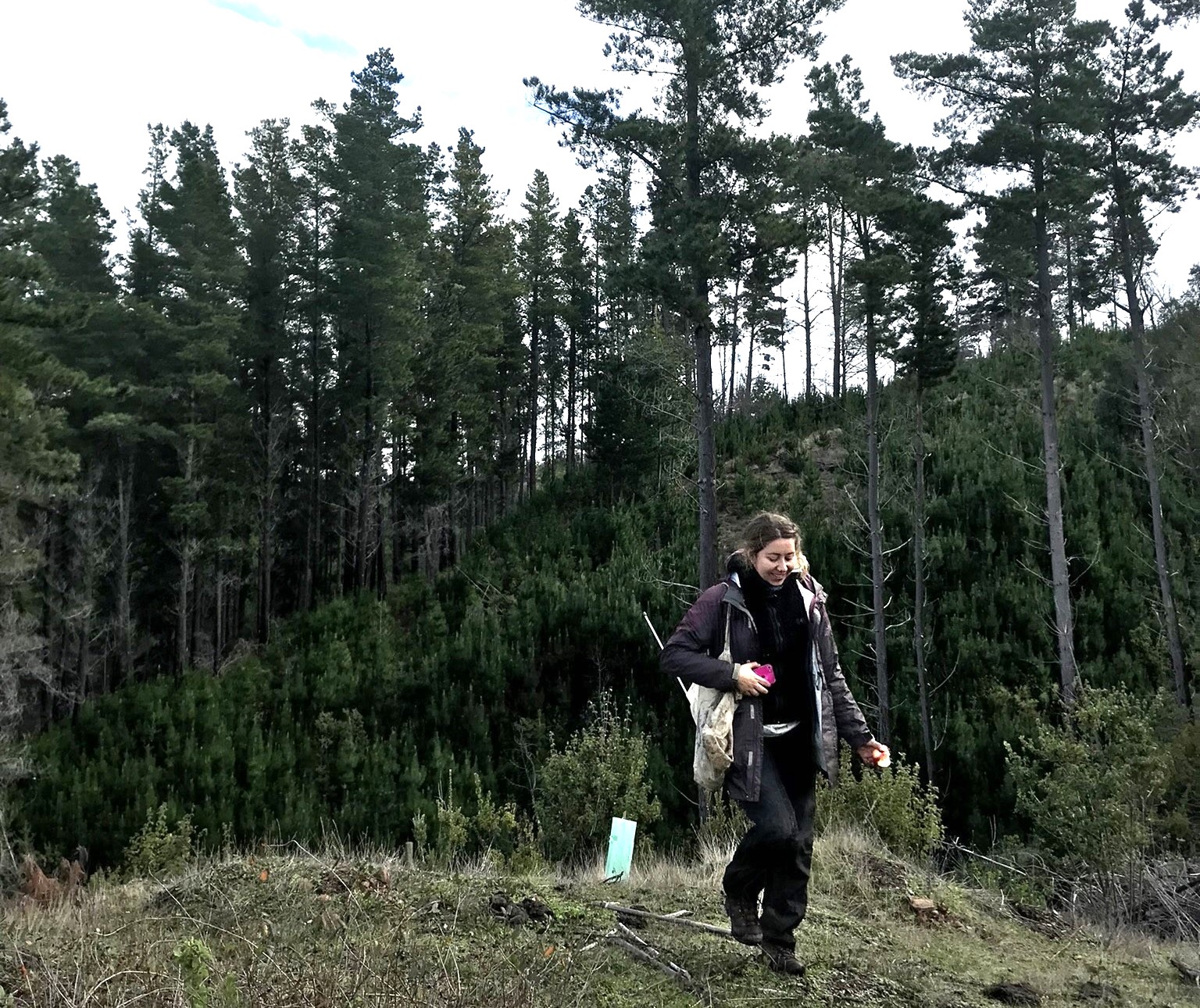 Investigación de postgrado estudió la respuesta del ruil luego de incendios
