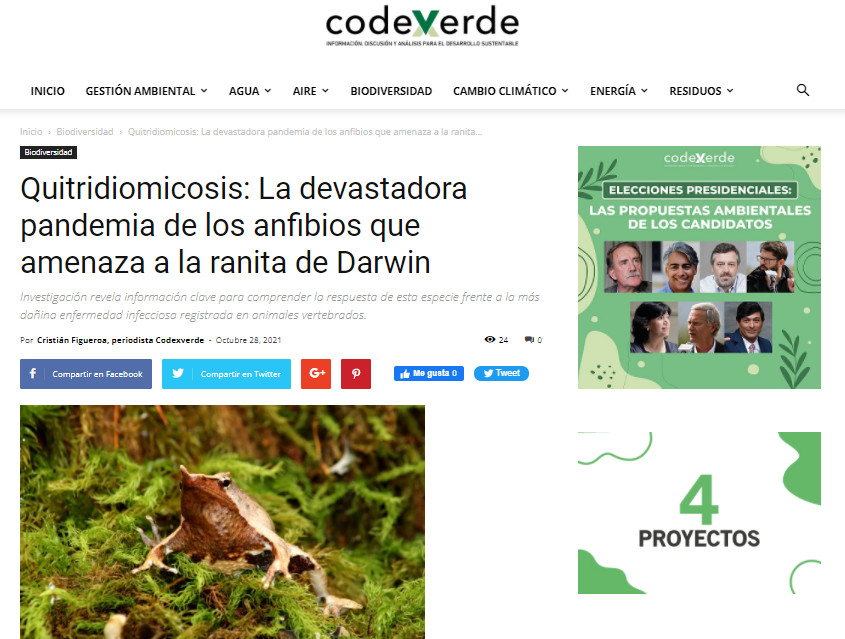 Quitridiomicosis: La devastadora pandemia de los anfibios que amenaza a la ranita de Darwin