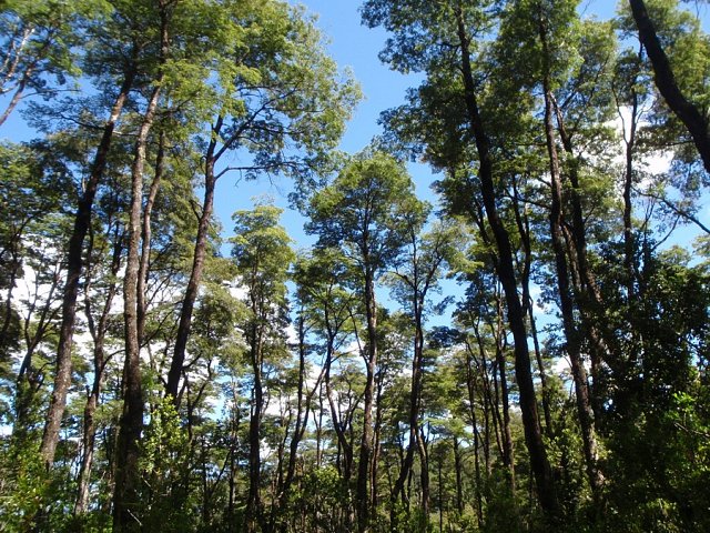 Desde una mirada transdiciplinaria libro de Núcleo TESES aborda problemas de conservación de bosques nativos