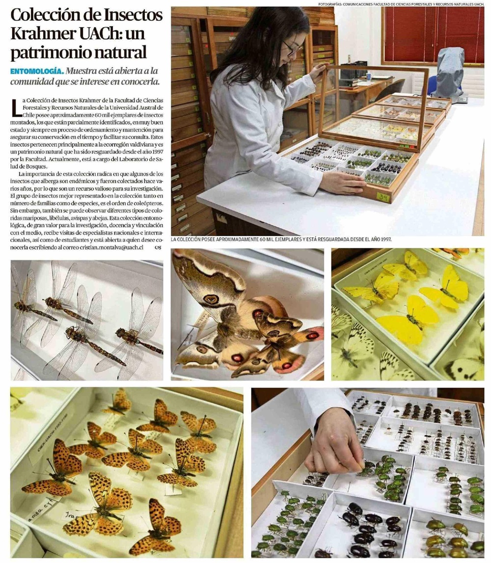Colección de insectos Krahmer UACh: un patrimonio natural
