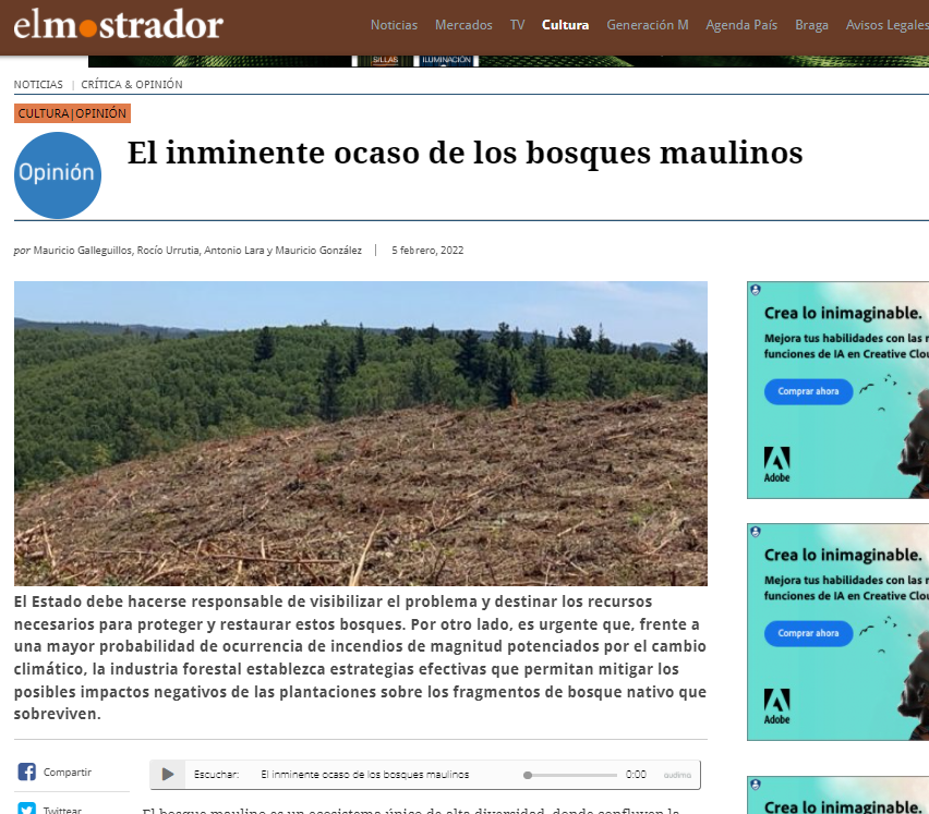 El inminente ocaso de los bosques maulinos