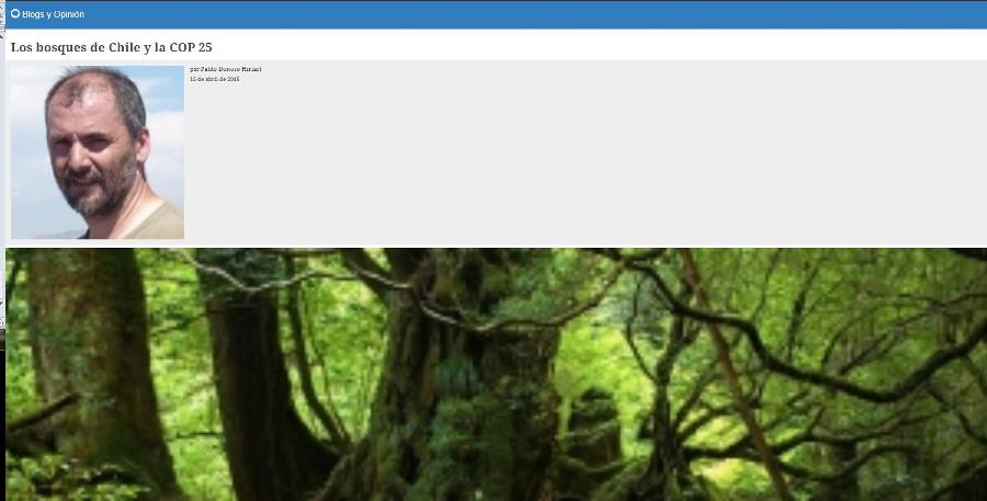 Los bosques de Chile y la COP 25