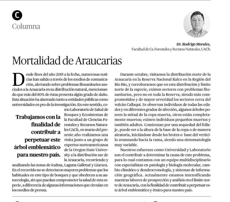 Mortalidad de araucarias