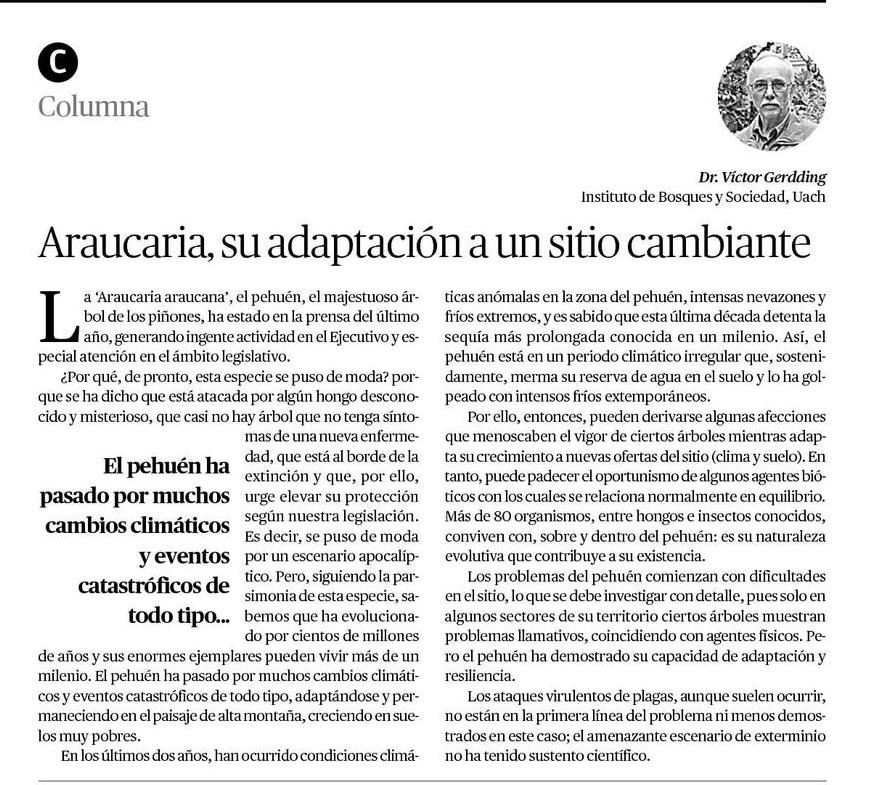 Araucaria, adaptación a un sitio cambiante