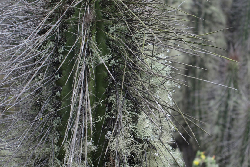 Experto dicta charla sobre la vegetación y la captura de niebla en la región de Coquimbo