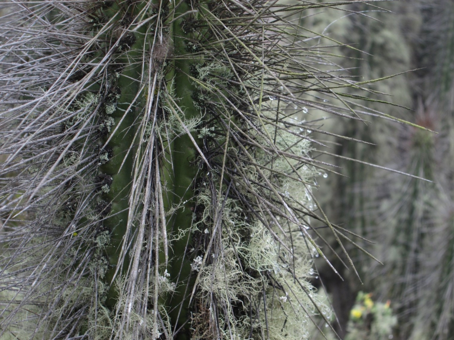 Experto dicta charla sobre la vegetación y la captura de niebla en la región de Coquimbo