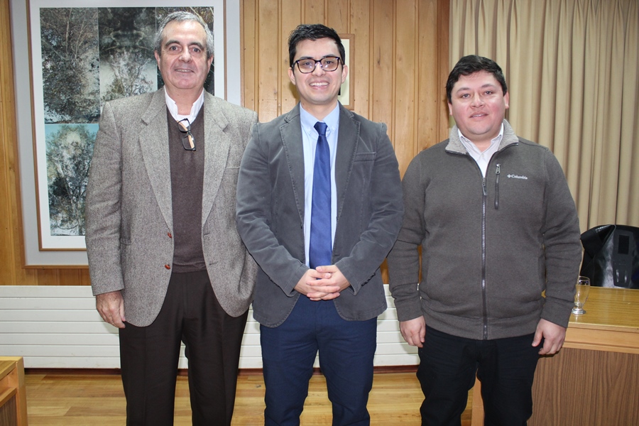 Investigación avanza en conocimiento de patógeno que afecta a las plantaciones de pino radiata