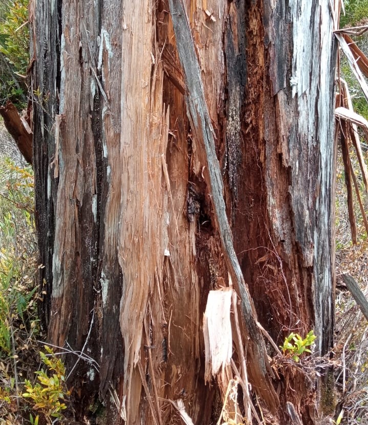 Daño a alerces en Parque Nacional preocupa a investigadores de la UACh