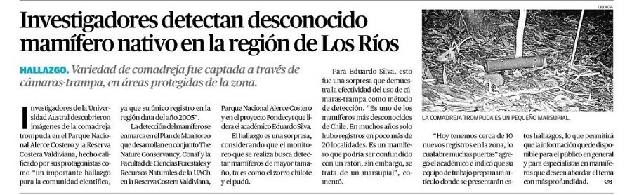 Investigadores detectan desconocido mamífero nativo en región de Los Ríos