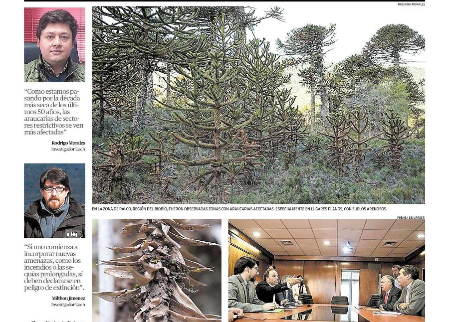 Científicos piden generar más estudios para proteger las araucarias