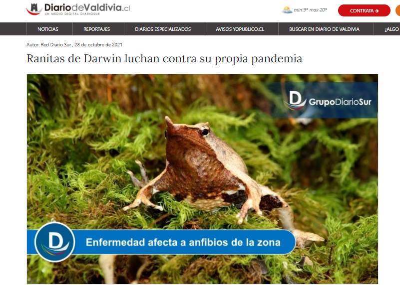 Ranitas de Darwin luchan contra su propia pandemia