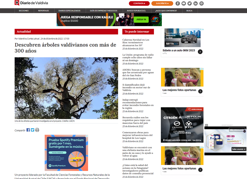 Descubren árboles valdivianos con más de 300 años