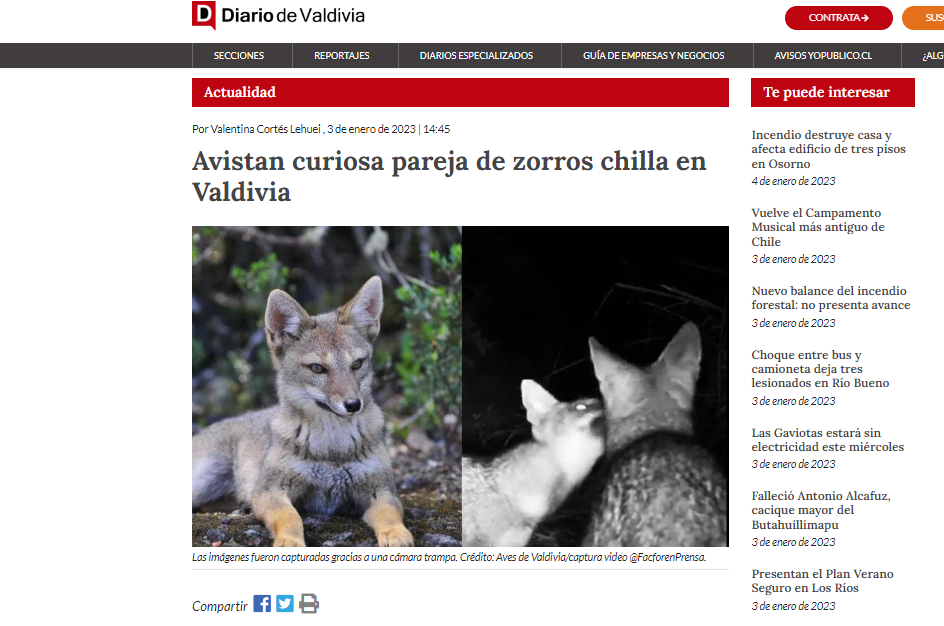 Avistan curiosa pareja de zorros chilla en Valdivia