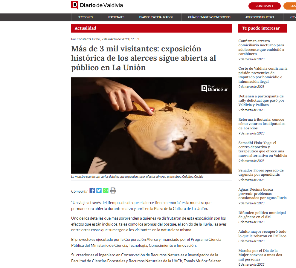 Más de 3 mil visitantes: exposición histórica de los alerces sigue abierta al público en La Unión
