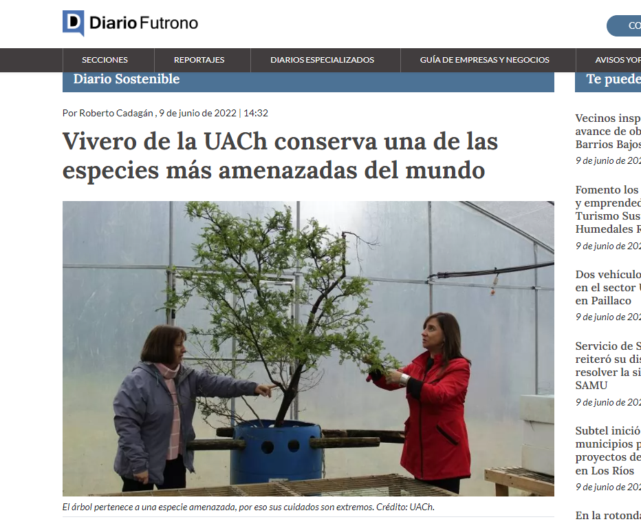 Vivero de la UACh conserva una de las especies más amenazadas del mundo