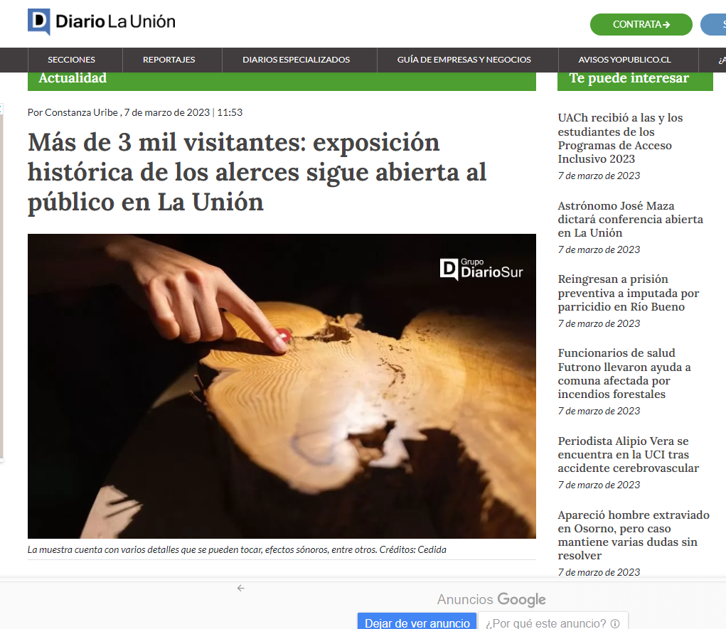 Más de 3 mil visitantes: exposición histórica de los alerces sigue abierta al público en La Unión