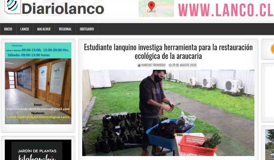 Estudiante lanquino investiga herramienta para la restauración ecológica de la araucaria