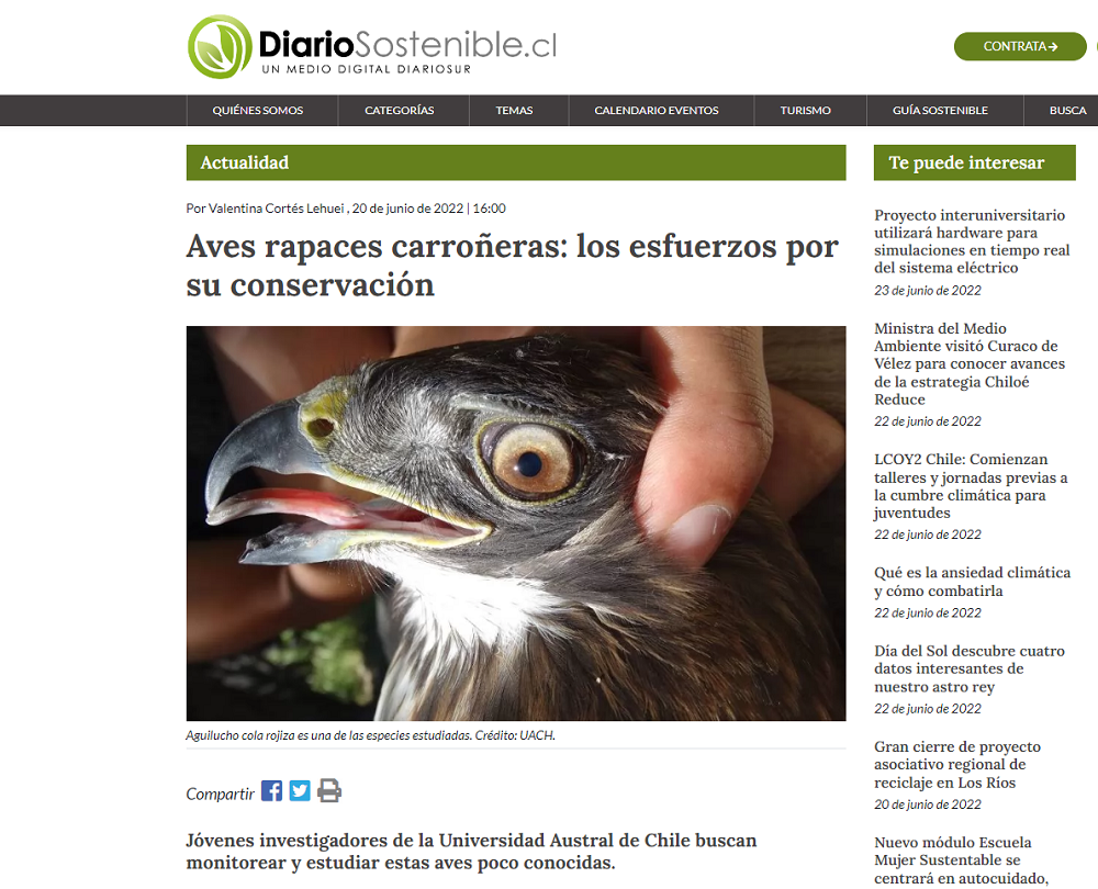 Aves rapaces carroñeras: los esfuerzos por su conservación