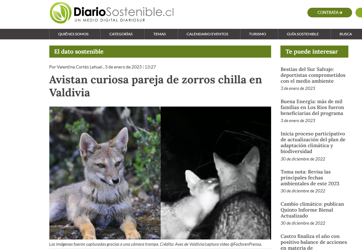 Avistan curiosa pareja de zorros chilla en Valdivia