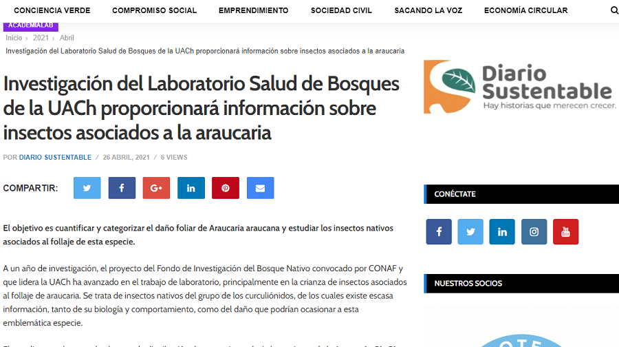 Investigación de la UACh proporcionará información sobre insectos asociados a la araucaria