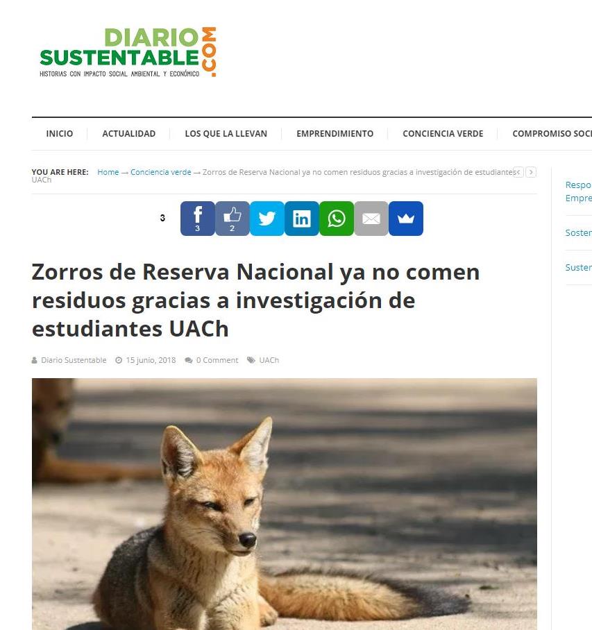 Zorros de Reserva Nacional ya no comen residuos gracias a investigación de estudiantes UACh