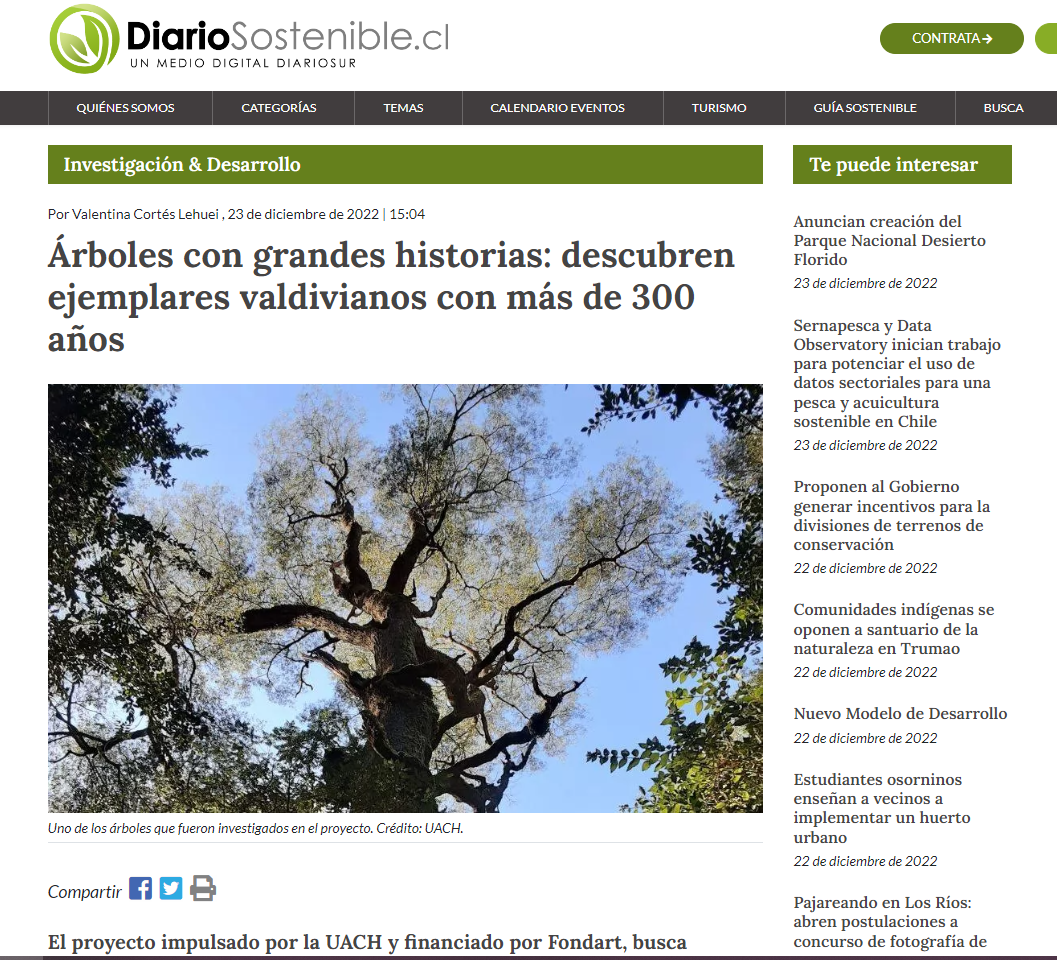 Árboles con grandes historias: descubren ejemplares valdivianos con más de 300 años
