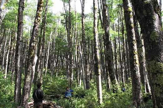 Doctorado en Ecosistemas Forestales y Recursos Naturales obtiene acreditación