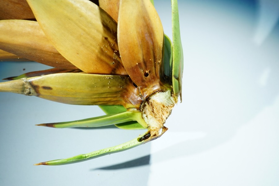 Laboratorio de Salud de Bosques investigará acerca de insectos nativos asociados a araucaria