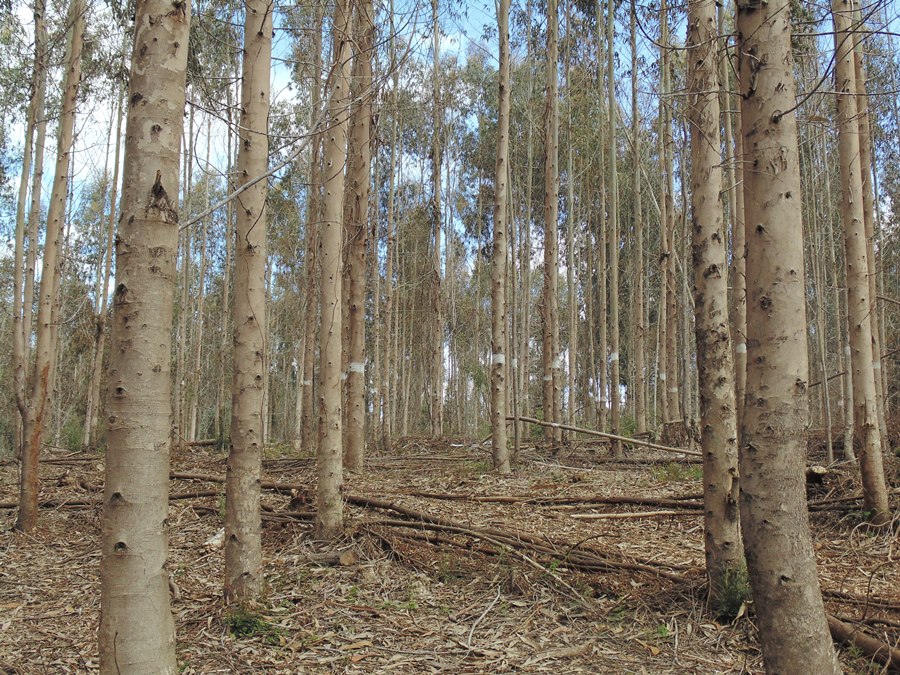 Invitan a charla sobre plantaciones forestales industriales y uso de agua