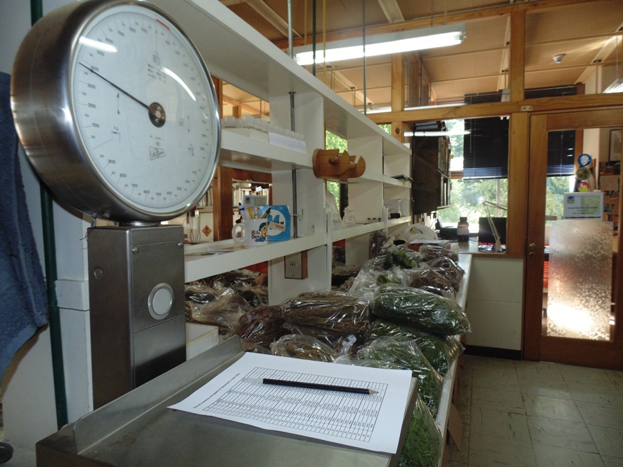 Laboratorio de Nutrición y Suelos Forestales de la UACh obtuvo acreditación
