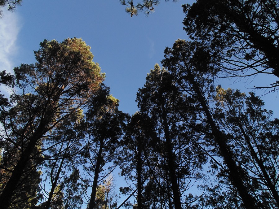 Dos proyectos de la Facultad de Ciencias Forestales y Recursos Naturales fueron favorecidos en  Concurso Anual de Dirección de Vinculación con el Medio de la UACh