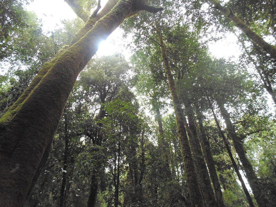 CORMA y UACh  sostienen diálogo sobre gremio forestal
