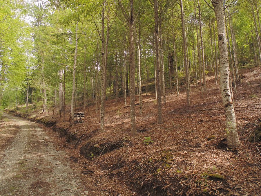 UACh participa en Seminario de Plantaciones Forestales