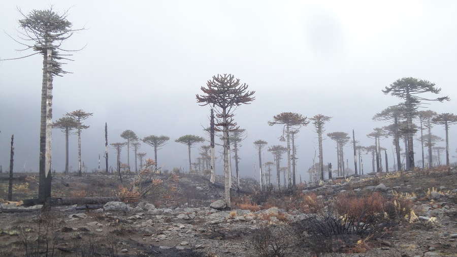 Bosques de araucaria: Reconstruirán la historia de incendios de los últimos dos mil años